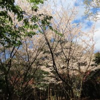 桜　令和7年　古賀市　その２