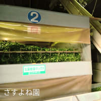 二番茶はじまりました
