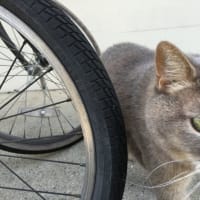 幸福の猫？