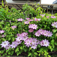 バラの季節を迎えて