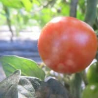 菜園だより