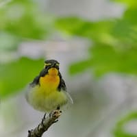キビタキ