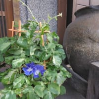 「ベートーベン」という犬