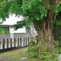 徳島県石井町、石井重松「重松八幡神社のイチョウ」です！！