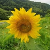ひまわり
