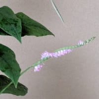 2025.06.21のお稽古（四カ伝）