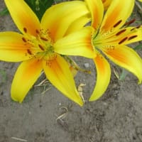 今日は夫が内科へ
