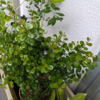 青葉の季節