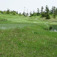苗場山夏山シーズン