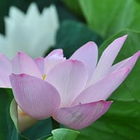 翠池の蓮花～２