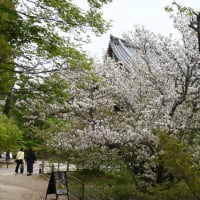 2024年4月18日、京都・仁和寺の桜