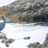 03/29探鳥記録写真：狩尾岬の鳥たち（クロサギの採餌模様、ウミアイサの群れ、イソヒヨドリ♀、）