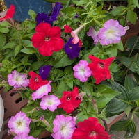 紫陽花
