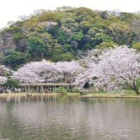 三渓園の桜