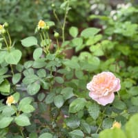花と緑のある６月　　〜花姿いろいろ〜