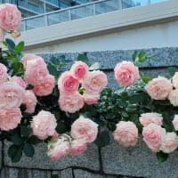 ★ヴェルニー公園