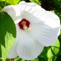 「さがみの仲良し小道」で「フヨウ」が優雅な花姿を披露中！！