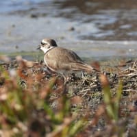 飯盛周辺と今津で「鳥」探し！（本命には会えなんだが、イカルに会えて！）
