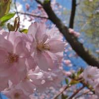 花彩々　　桜日和