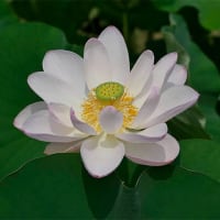 ５日、京都府立植物園からの猛暑日だより＆癌治療