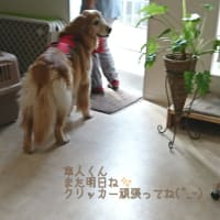 9月16日(土)…クリッカー道場&ADCT②