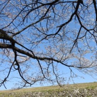 常西の桜満開