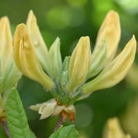 庭のツツジ（７） 「キレンゲツツジ」