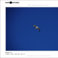 空の生き物たち