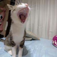クリンへの想いは尽きなくて・・・305