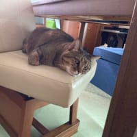 そばに来てくれました。