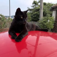 忙しい日曜日～　黒猫ちゃんはご機嫌斜め？！