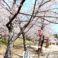 お花見　パソコン教室