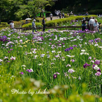 薬師池公園の花菖蒲　2025