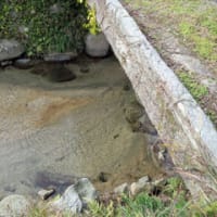 アラ クエ 鍋とアブラボウズ鍋 遊水のひとりごと