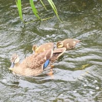 カルガモの子育て風景