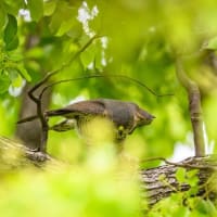 一期一会・・・鳥撮りの記　７２２　ツミ