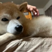 秋田犬？？