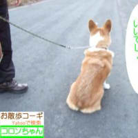 お散歩コーギ　コロンちゃん