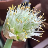 野菜たち。