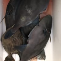 ２号船午後便でウタセマダイです。