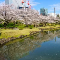 旧芝離宮恩賜庭園の桜