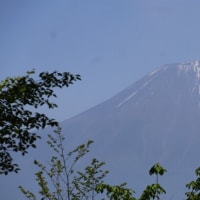 長者ヶ岳～天子ヶ岳でツツジ三昧⁈
