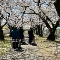 桜のお花見に出かけました！！
