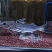 ピメロディア 20cm前後