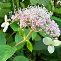 小さな庭に咲く紫陽花