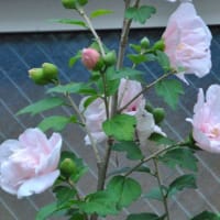 朝の散歩　キキョウの花　　　26