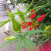 モミジアオイ　紅蜀葵