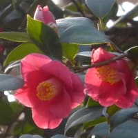 ルカの福音書　２３章