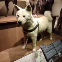 かはく