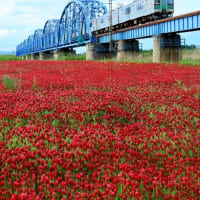 私の町のストロベリーキャンドル